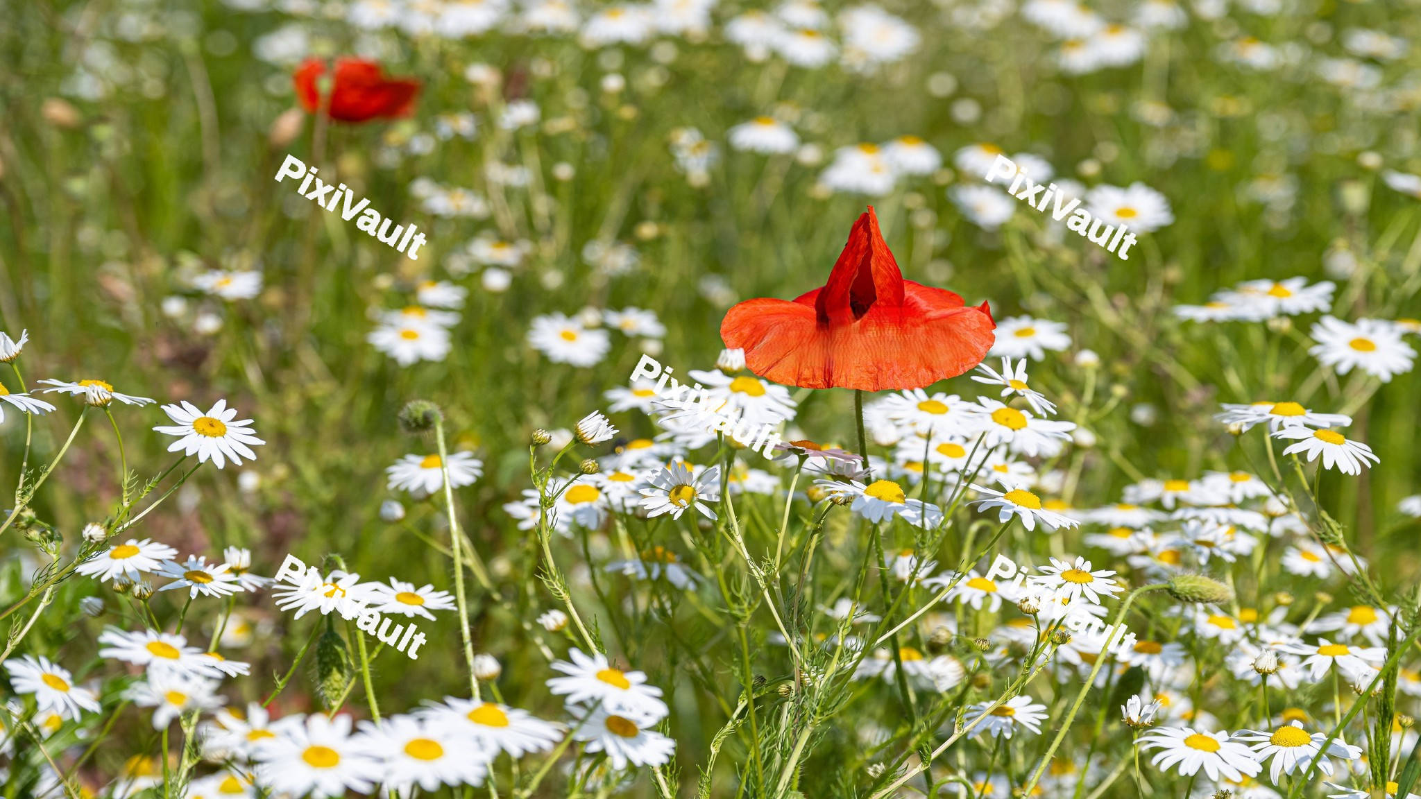 Red poppy Chamomile flowers